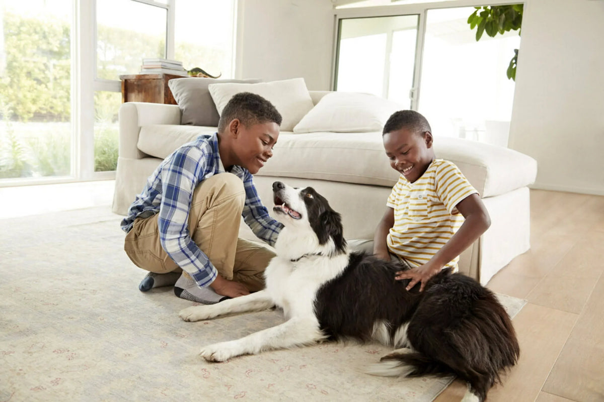 Filtrete by 3M, Smart 16x20x1,  12, Allergen, Bacteria & Virus  Air and Furnace Filter, Captures Allergens, Bacteria, Viruses, 1500 , 4 Filters
